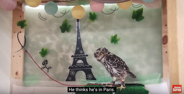 The owl thinks it is in Paris, France